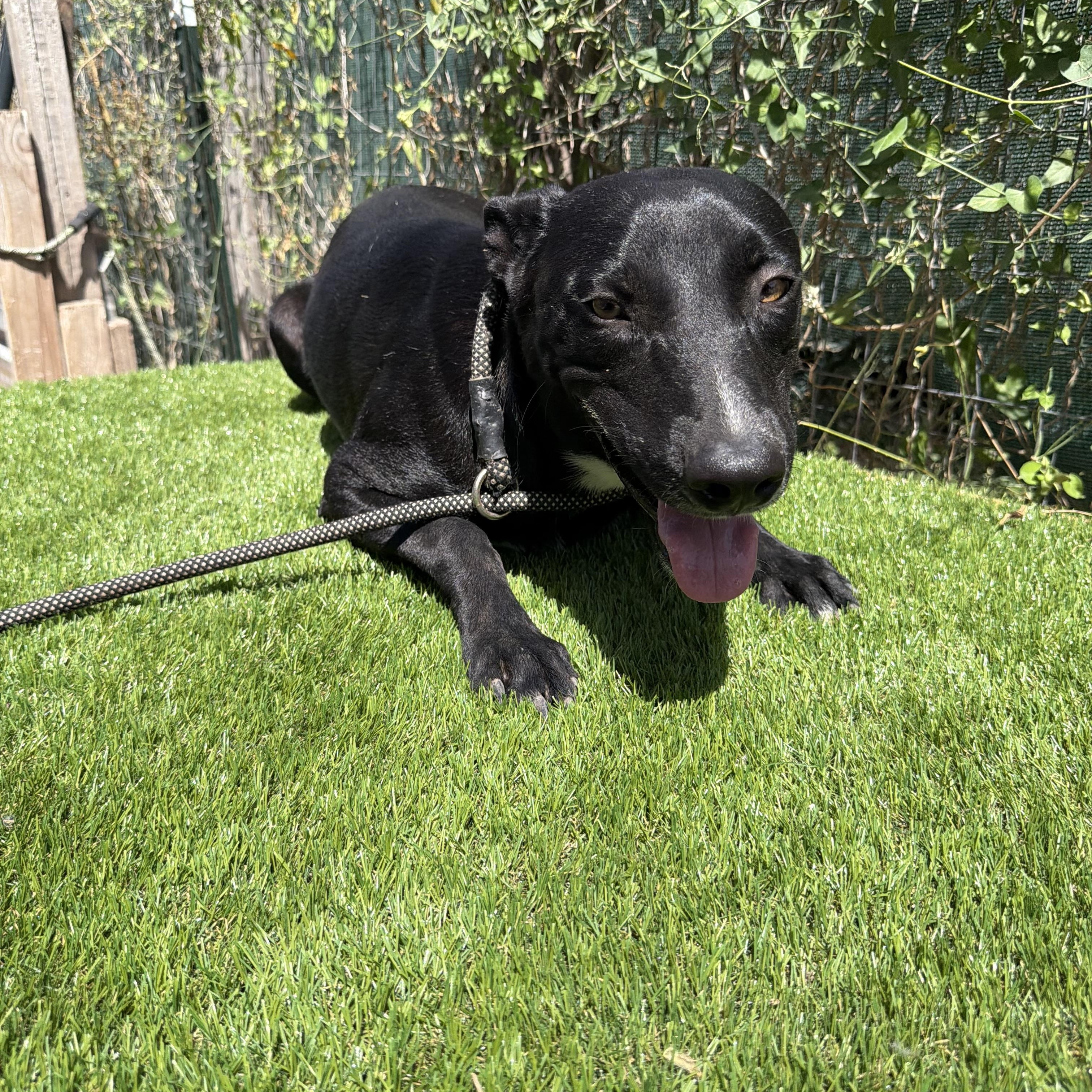 Enlarge Picasso, a Adoptable mixed breed in Portland, ME image 2/6