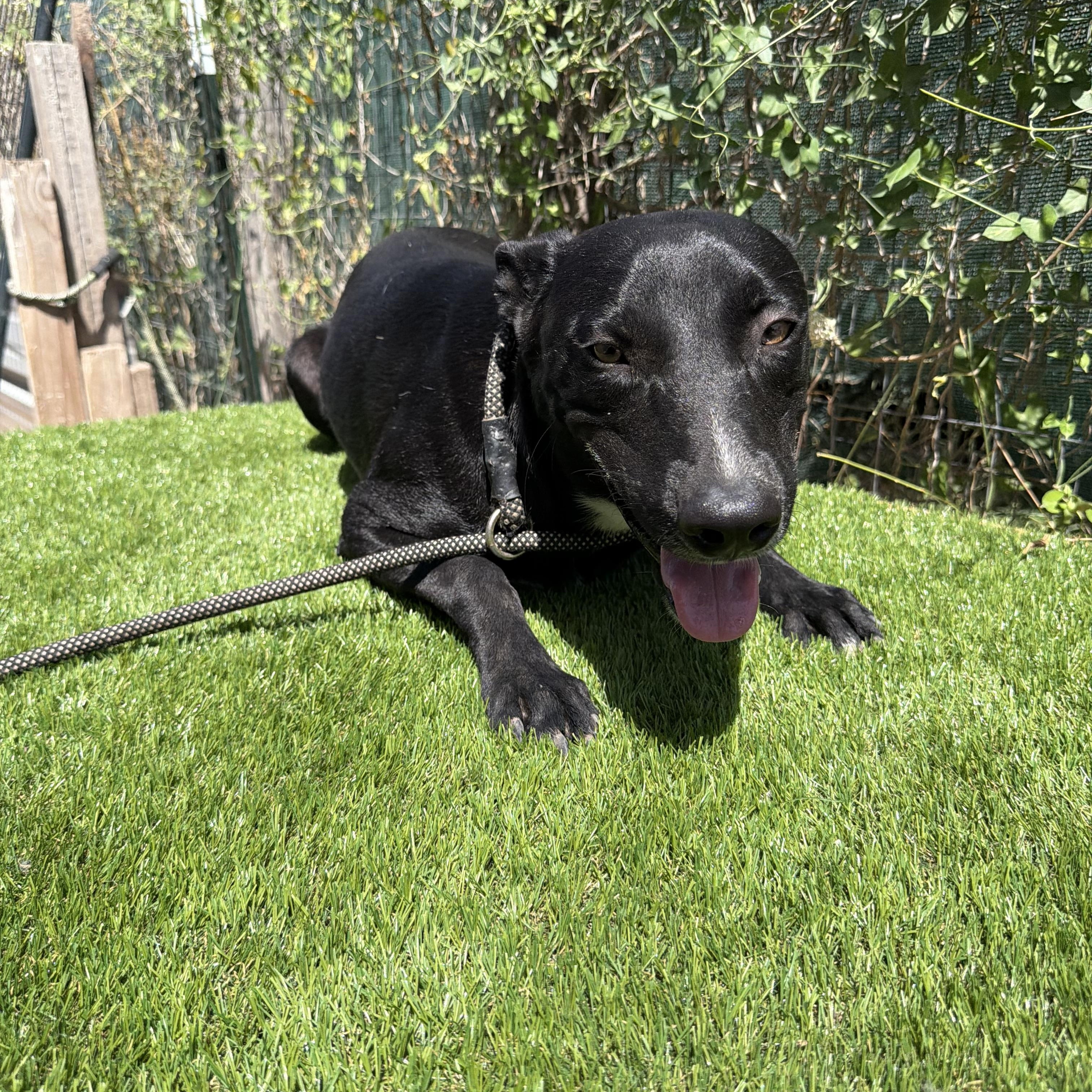 Enlarge Picasso, a Adoptable mixed breed in Portland, ME image 3/6