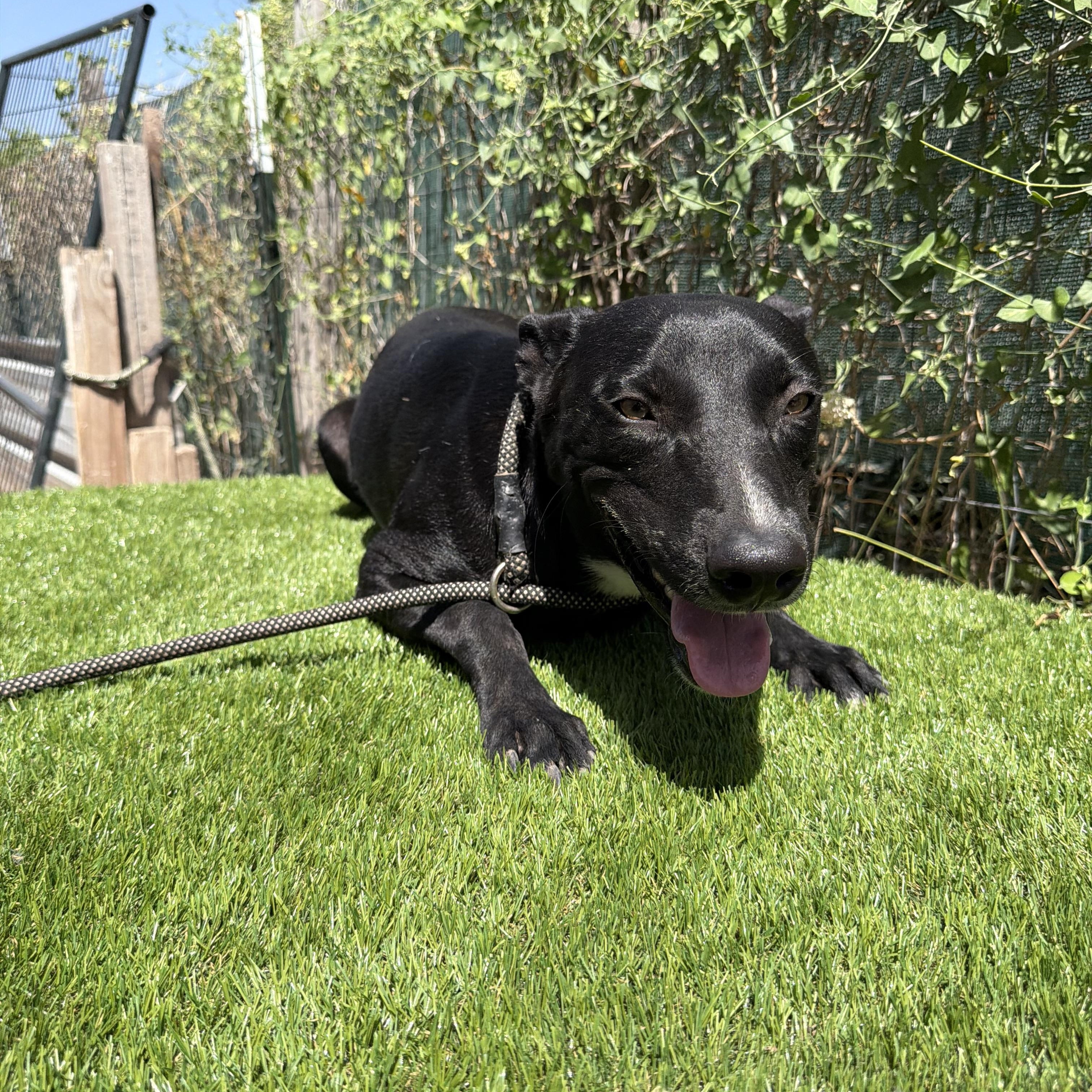 Enlarge Picasso, a Adoptable mixed breed in Portland, ME image 5/6