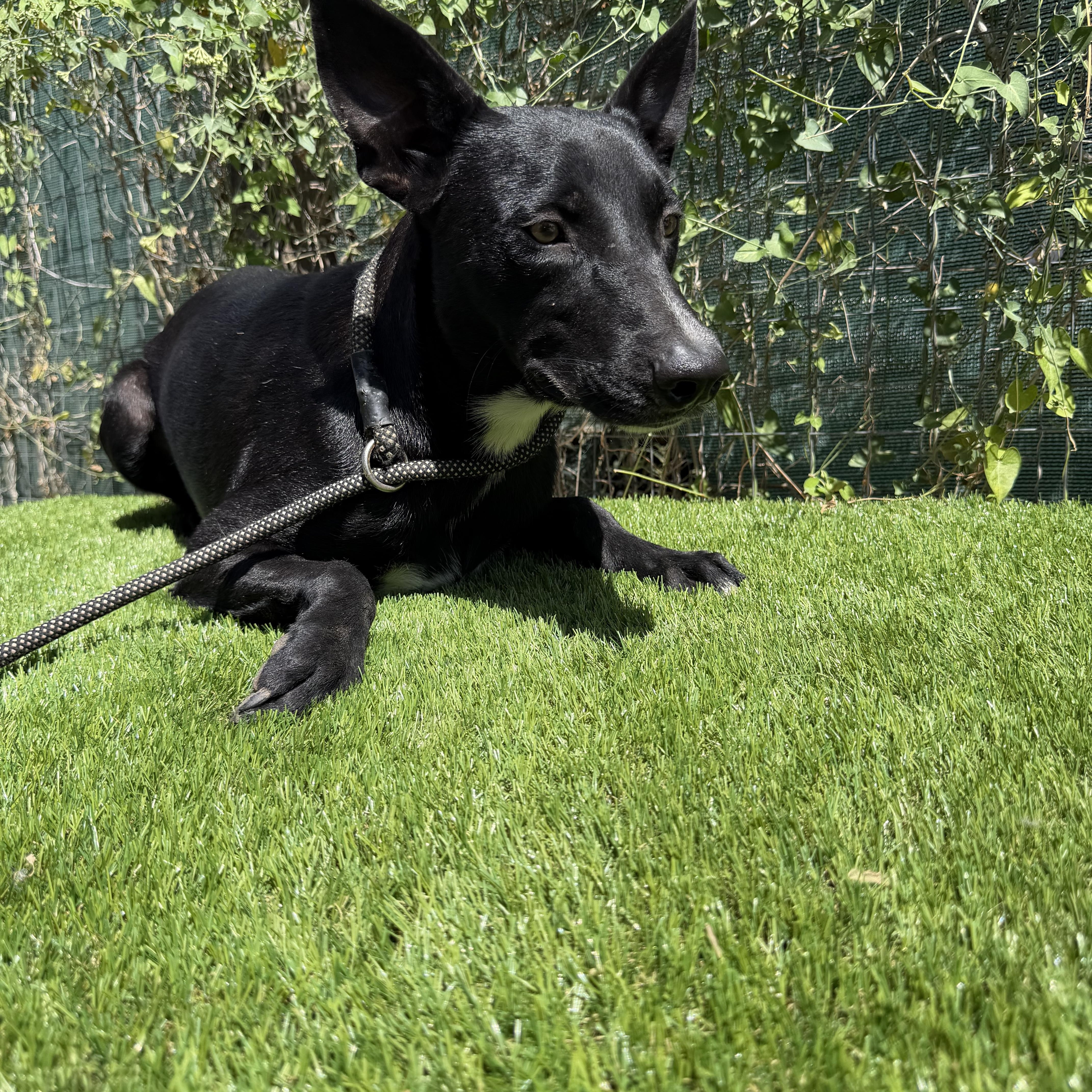 Enlarge Picasso, a Adoptable mixed breed in Portland, ME image 4/6