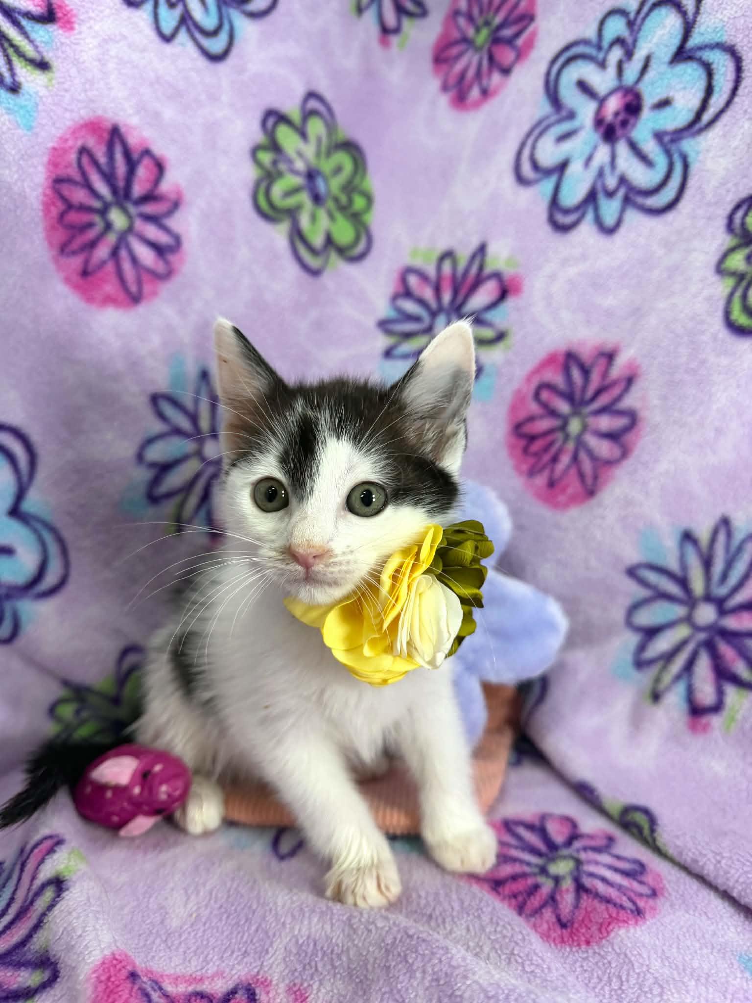 Enlarge Glynda, a ADOPTABLE Turkish Van in Tavares, FL image 3/3