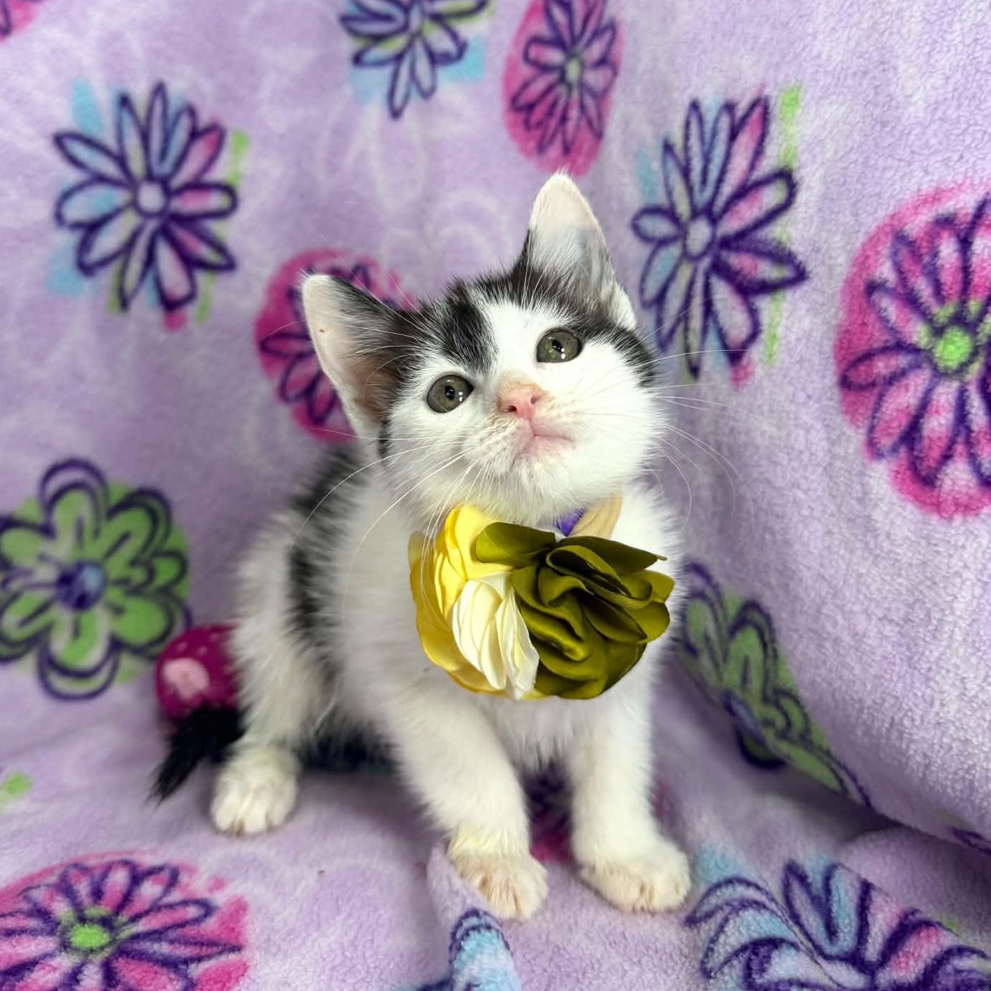 Enlarge Glynda, a ADOPTABLE Turkish Van in Tavares, FL image 1/3