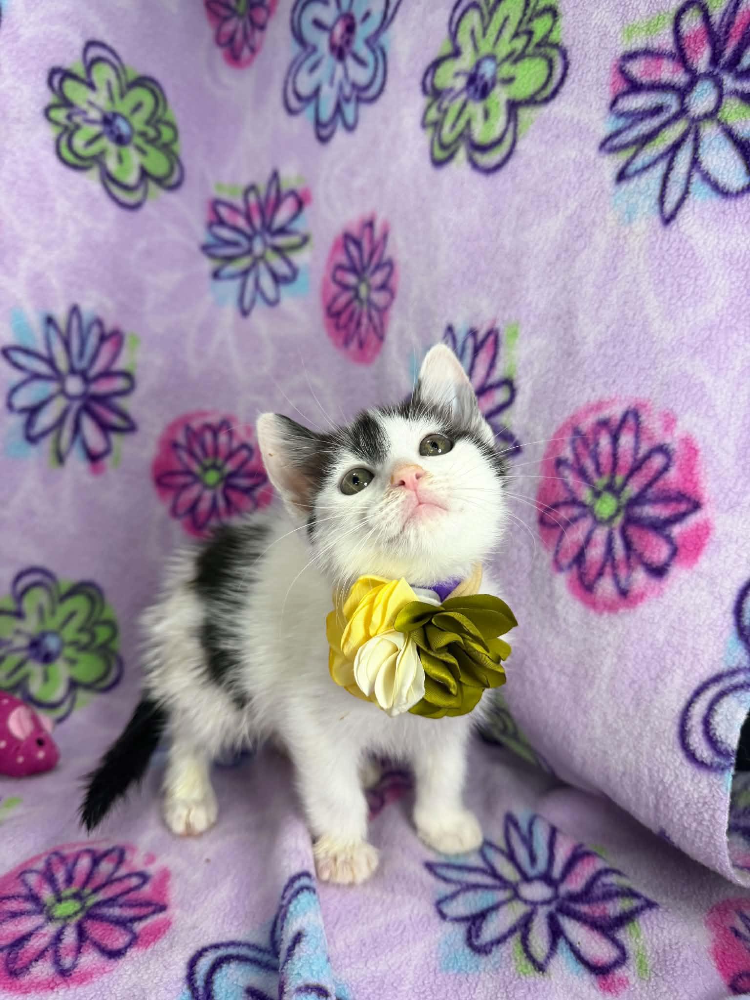 Enlarge Glynda, a ADOPTABLE Turkish Van in Tavares, FL image 2/3