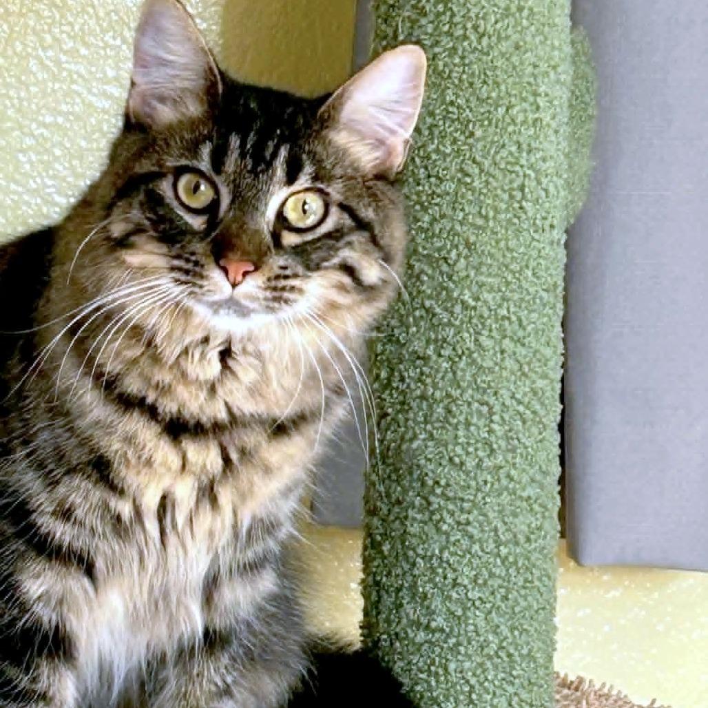 Taffy, Adoptable, Adult Female Domestic Long Hair.