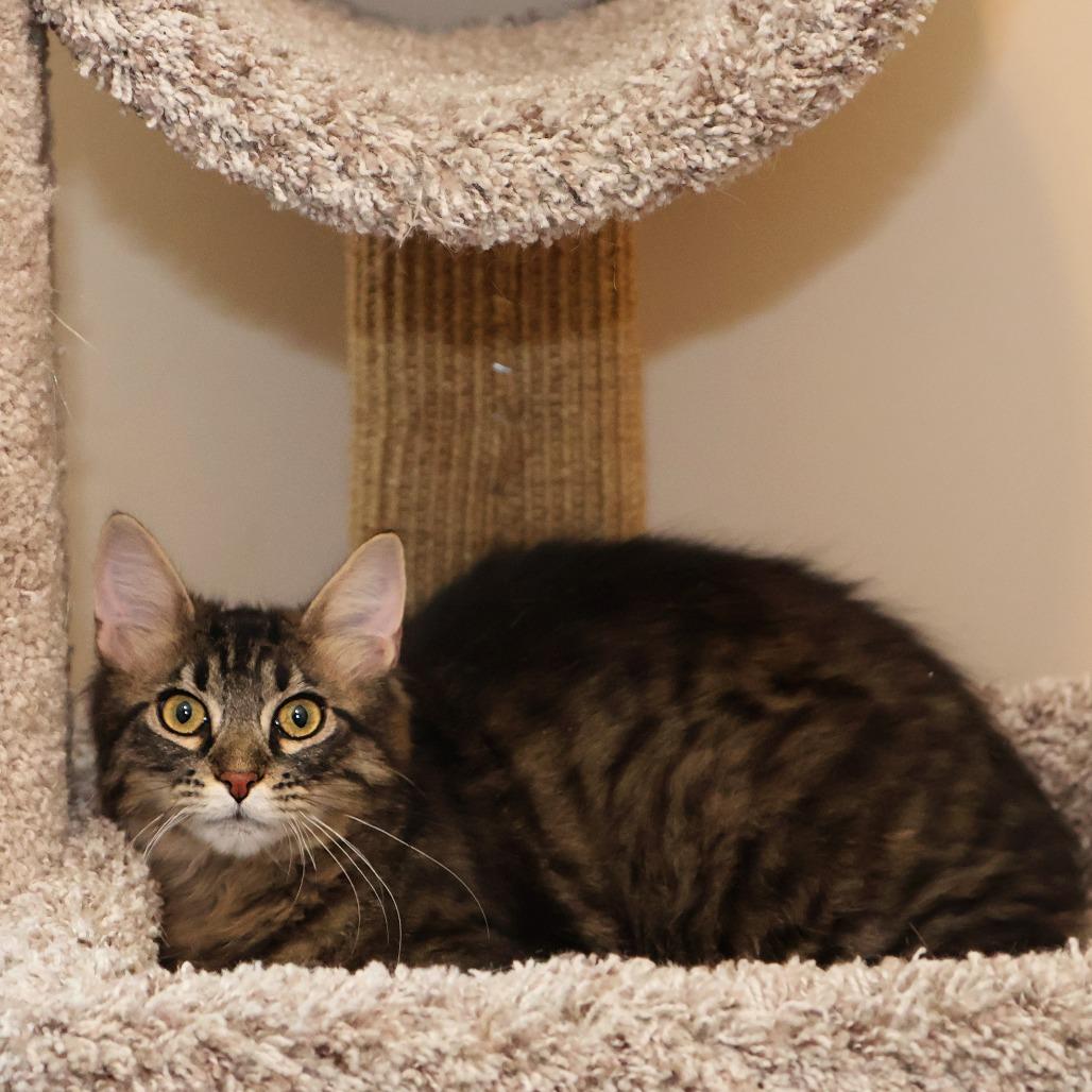 Enlarge Taffy, a Adoptable Domestic Long Hair in FAIRWAY, KS image 2/6