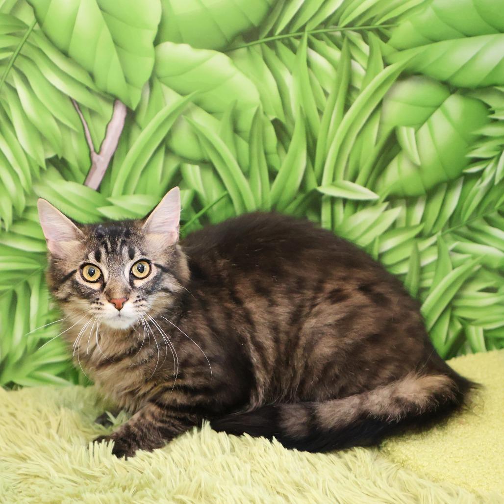 Enlarge Taffy, a Adoptable Domestic Long Hair in FAIRWAY, KS image 3/6