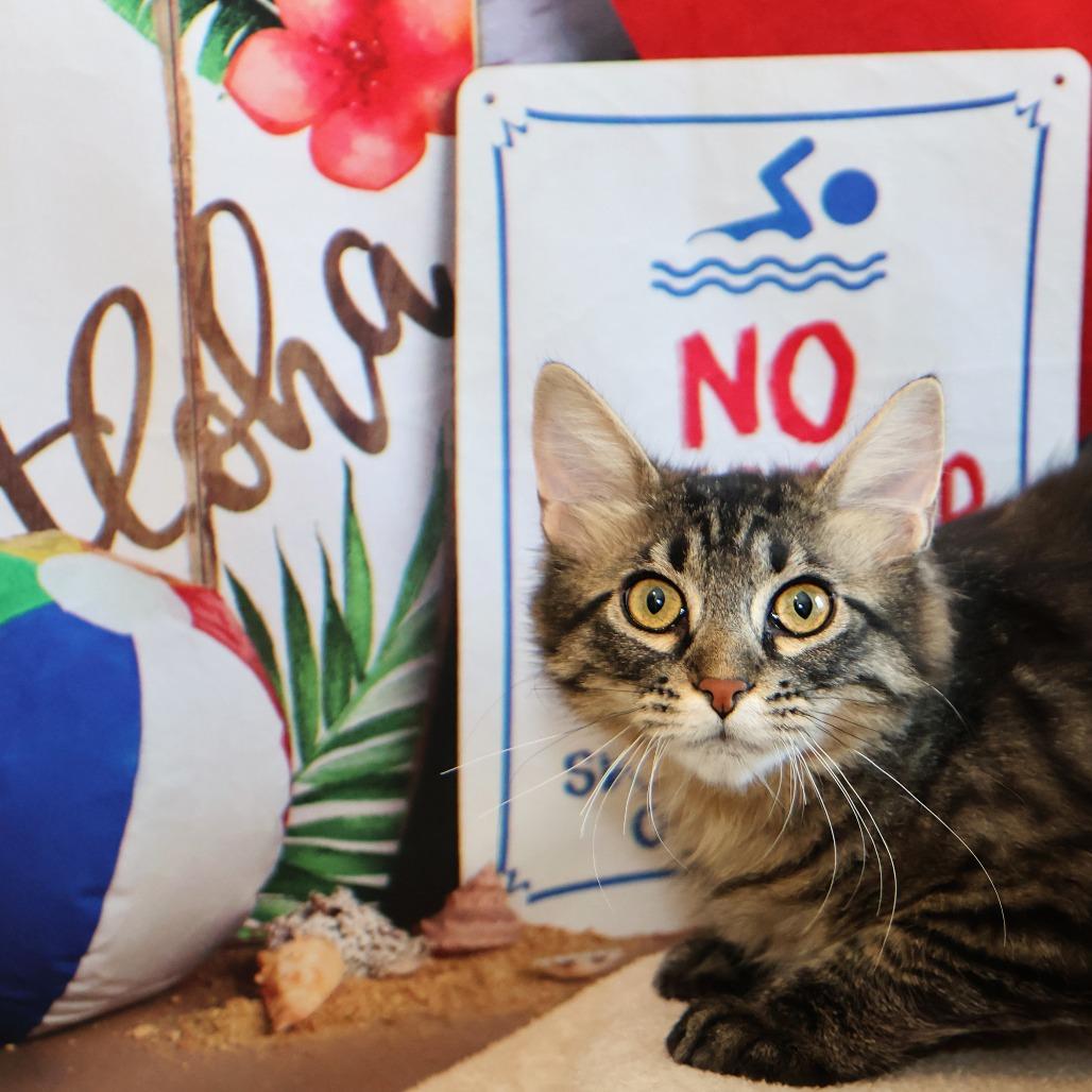 Enlarge Taffy, a Adoptable Domestic Long Hair in FAIRWAY, KS image 4/6