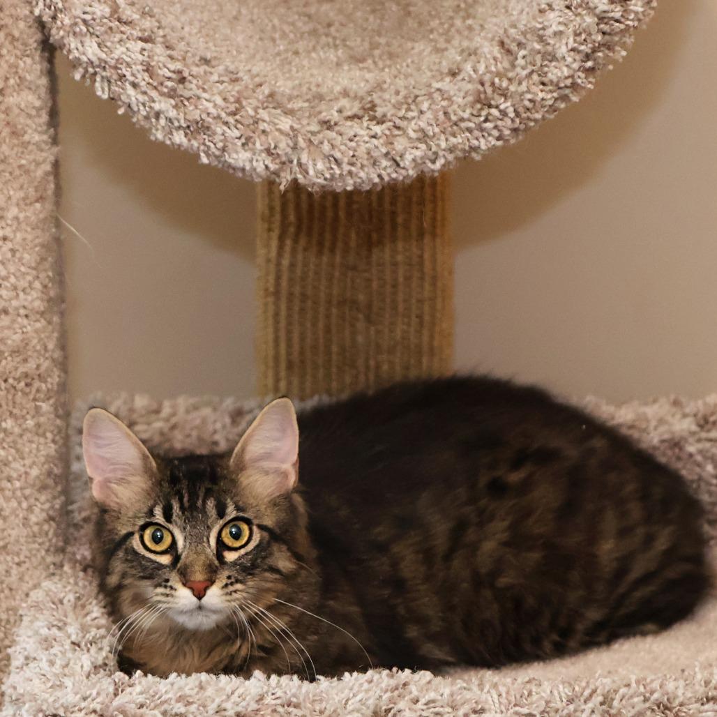 Enlarge Taffy, a Adoptable Domestic Long Hair in FAIRWAY, KS image 5/6