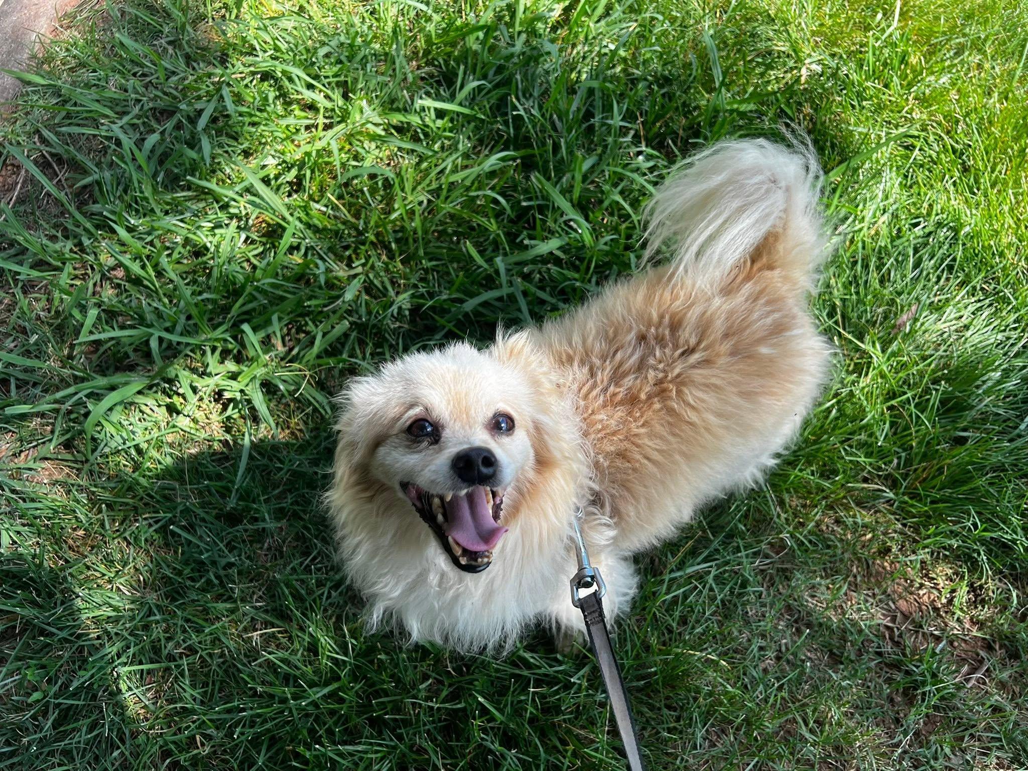 Cosmo, ADOPTABLE, Adult Male Pomeranian.