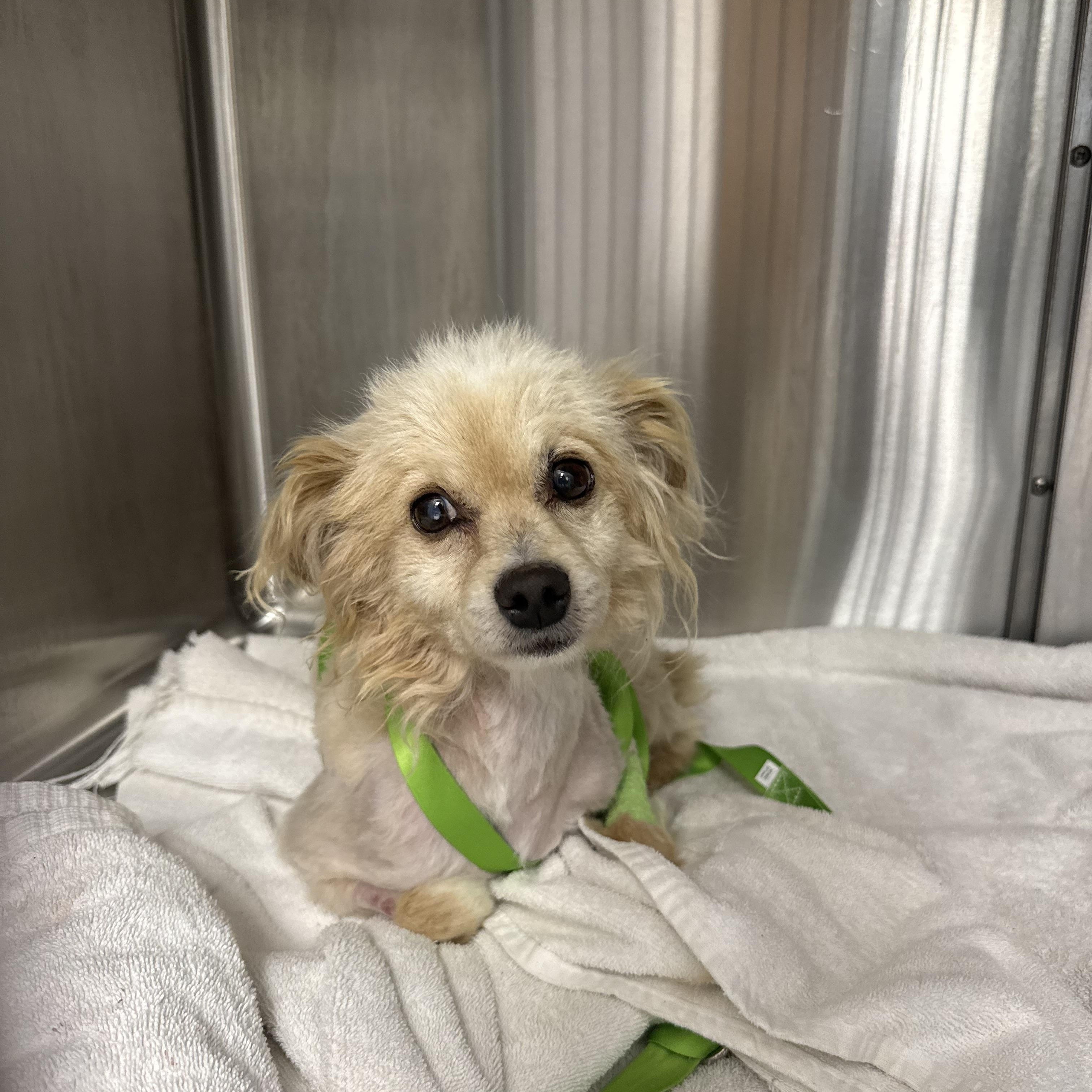 Cosmo, a ADOPTABLE mixed breed in Matthews, NC image 2/3