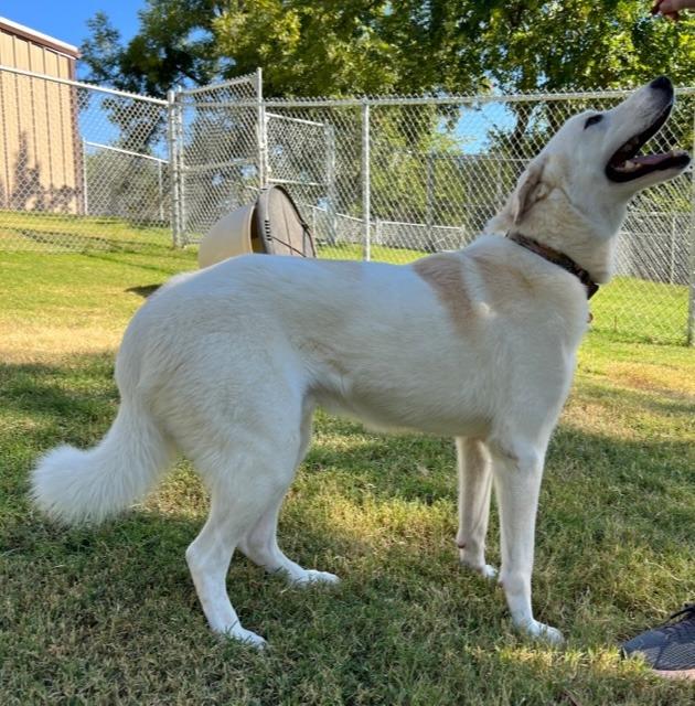 Enlarge Chainz, a Adopted Great Pyrenees in Noble, OK image 1/5