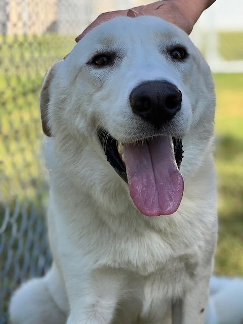 Enlarge Chainz, a Adopted Great Pyrenees in Noble, OK image 2/5