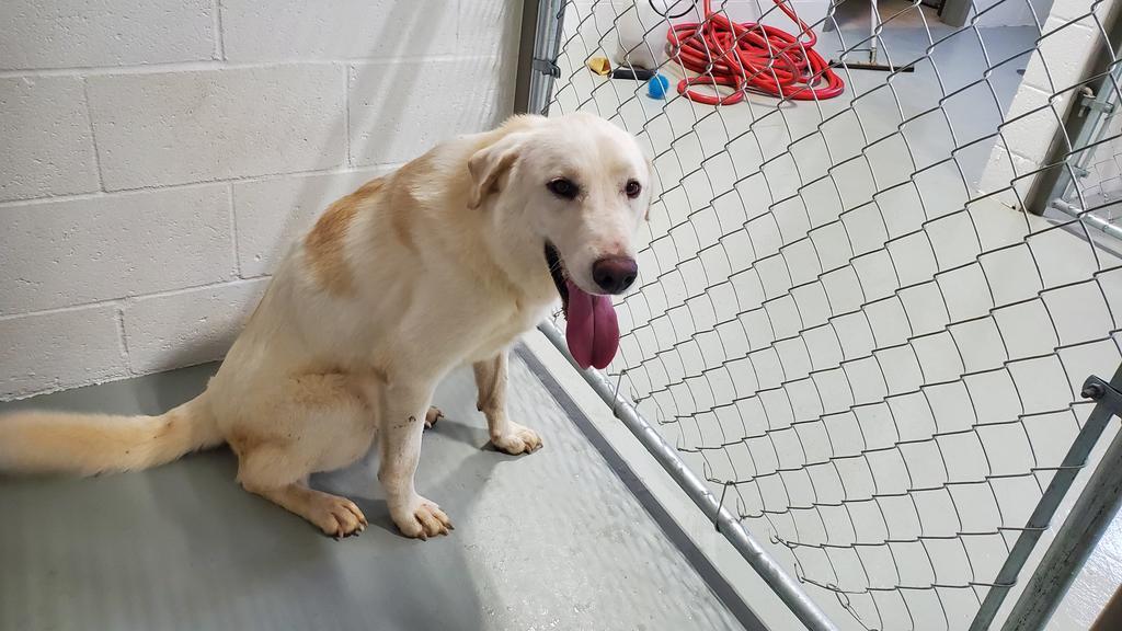 Enlarge Chainz, a Adopted Great Pyrenees in Noble, OK image 3/5