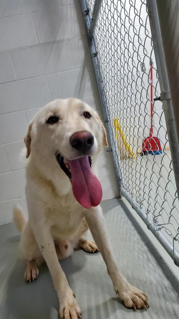 Enlarge Chainz, a Adopted Great Pyrenees in Noble, OK image 4/5