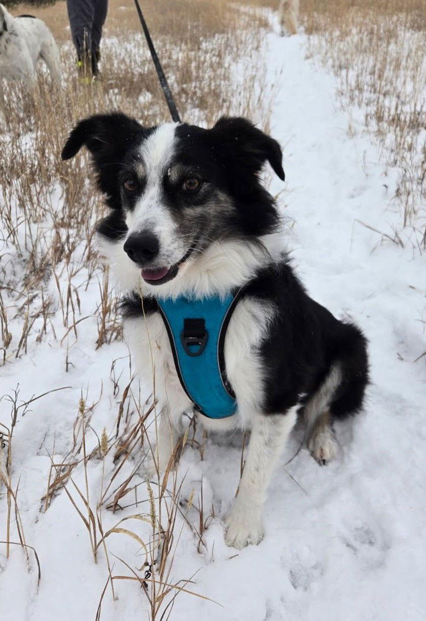 Bandit, Adoptable, Adult Male Australian Shepherd.
