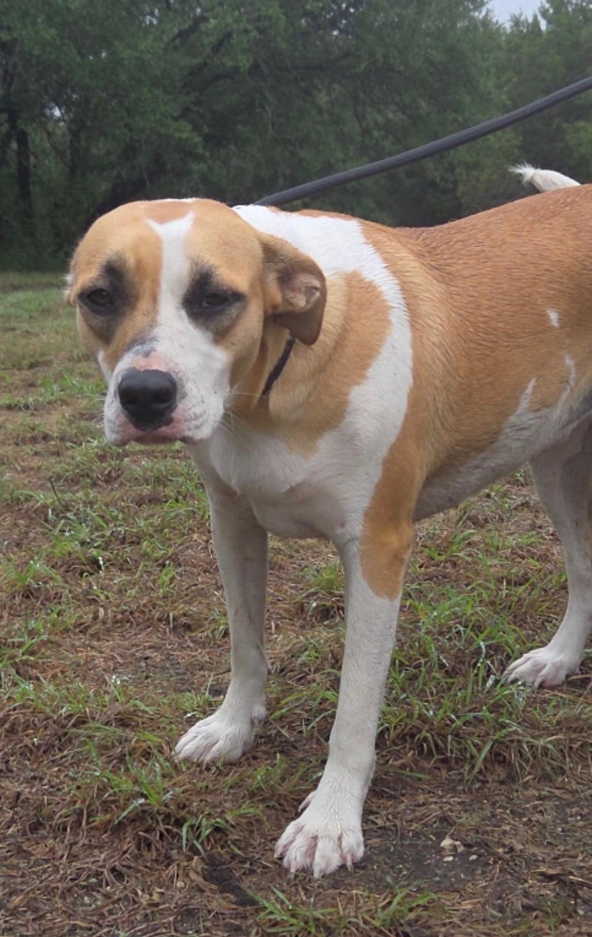Enlarge Jasmine, a Adoptable mixed breed in Magnolia, TX image 1/2