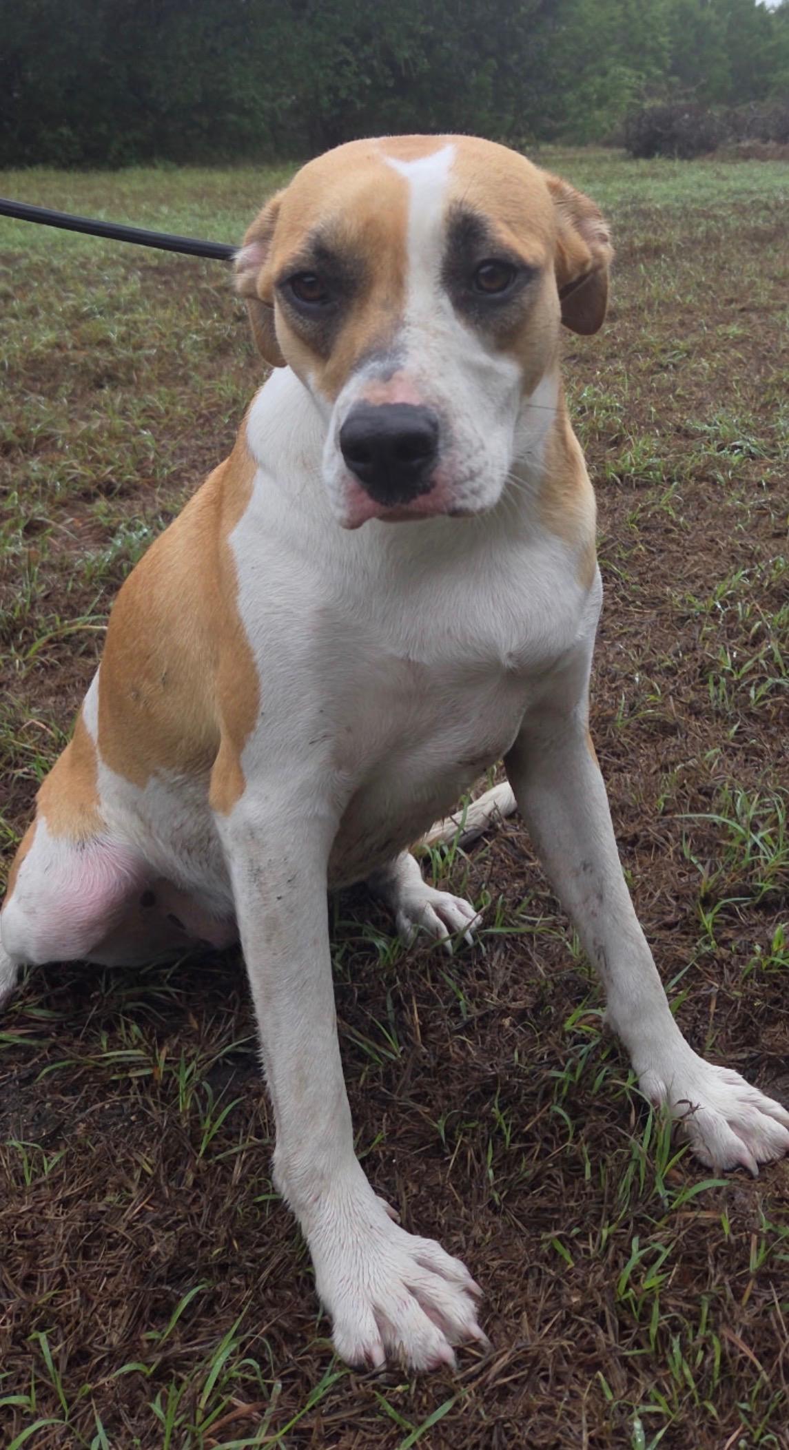 Enlarge Jasmine, a Adoptable mixed breed in Magnolia, TX image 2/2