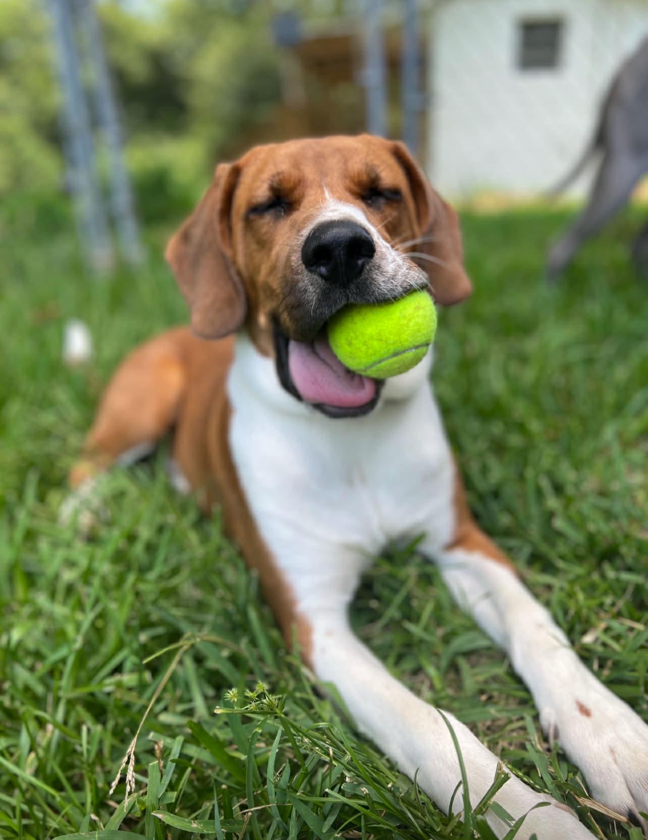Enlarge Gordon, a ADOPTABLE mixed breed in Fairhope, AL image 6/6