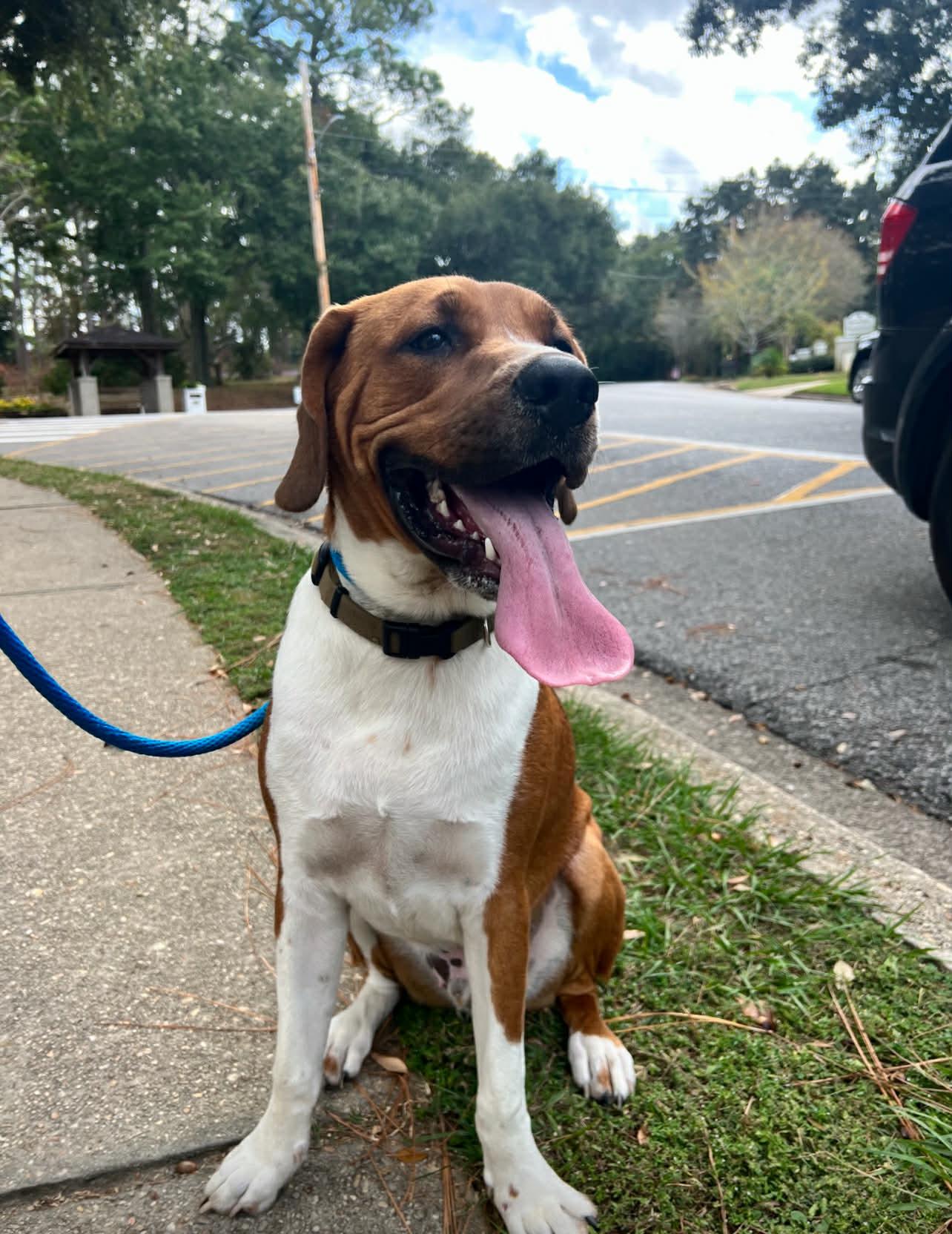 Enlarge Gordon, a ADOPTABLE mixed breed in Fairhope, AL image 5/6