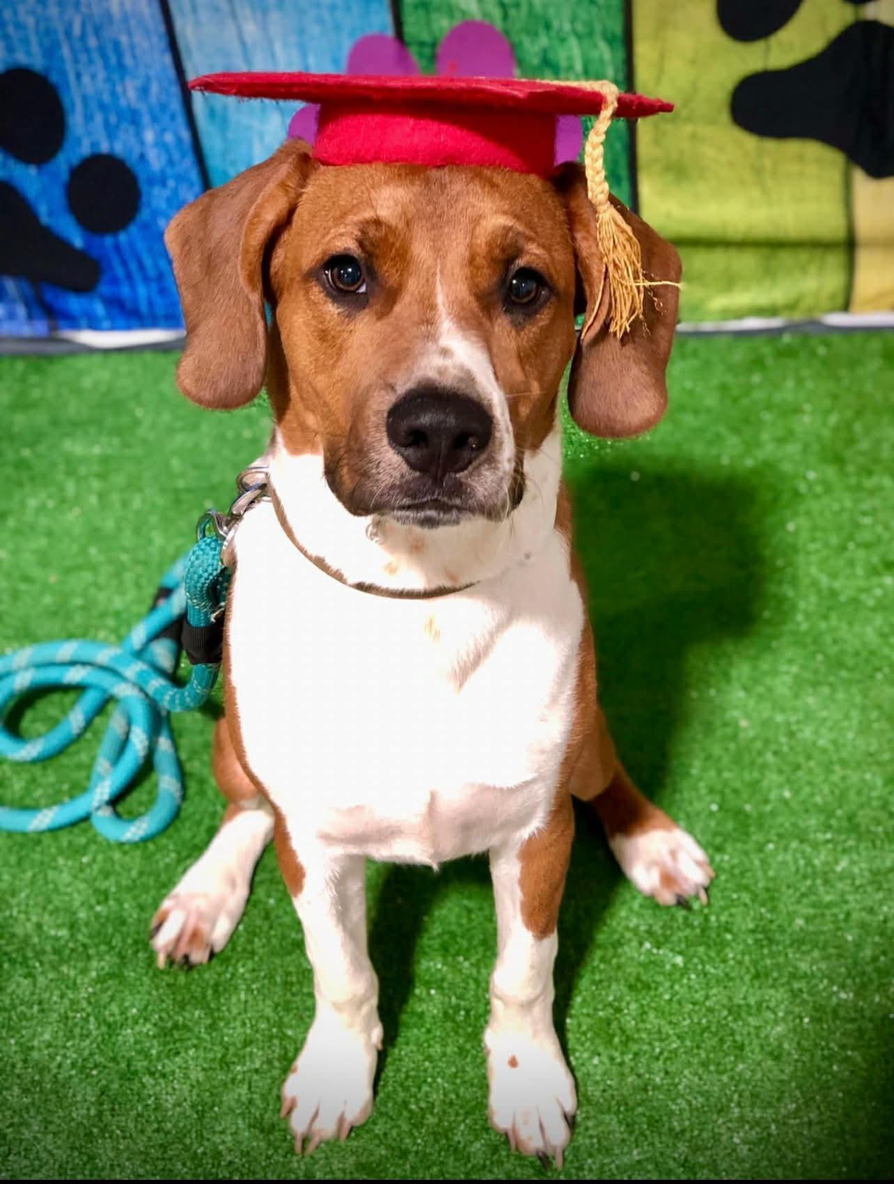 Enlarge Gordon, a ADOPTABLE mixed breed in Fairhope, AL image 2/6