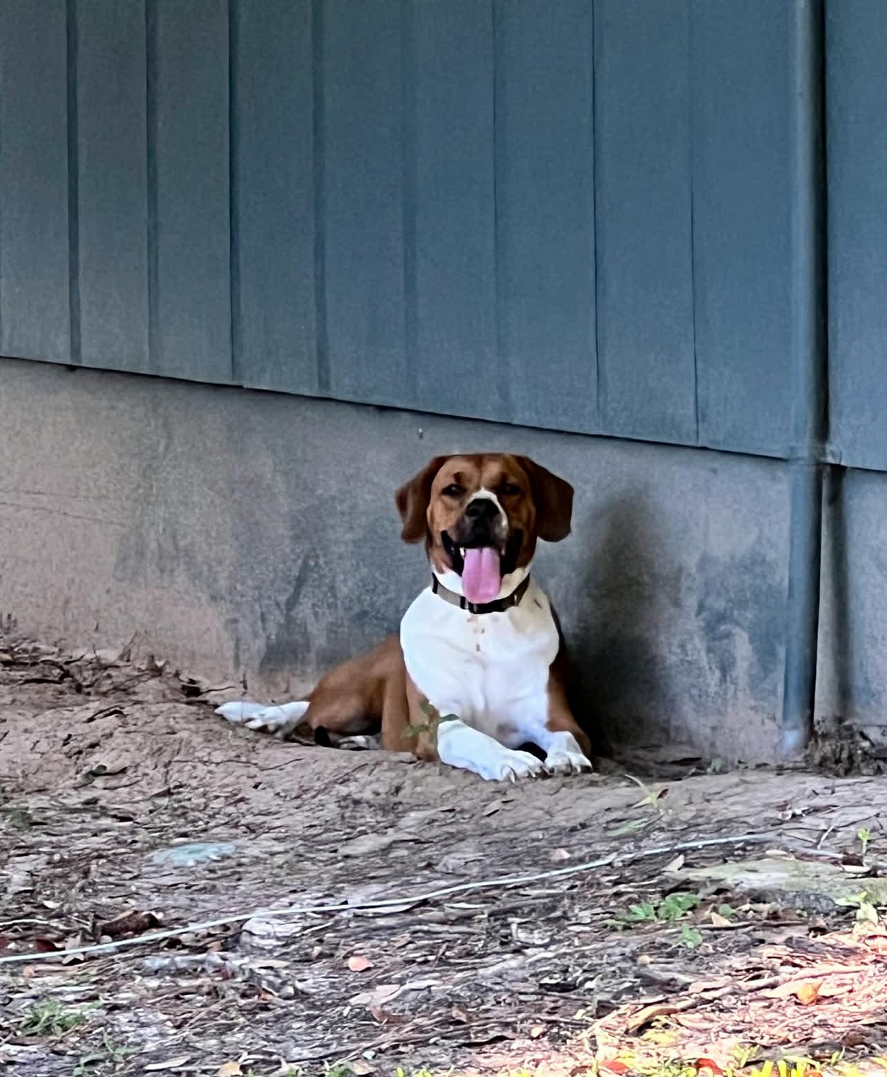 Enlarge Gordon, a ADOPTABLE mixed breed in Fairhope, AL image 1/6