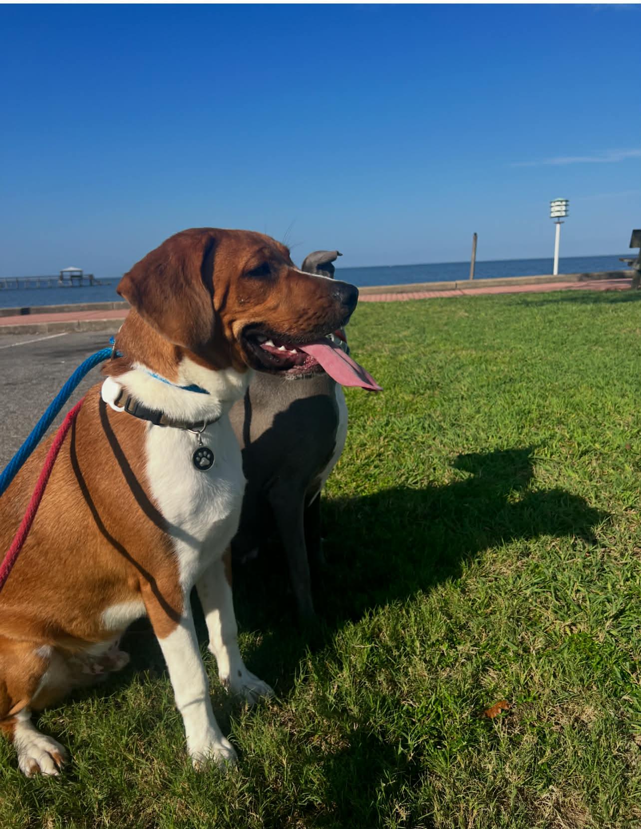 Enlarge Gordon, a ADOPTABLE mixed breed in Fairhope, AL image 3/6