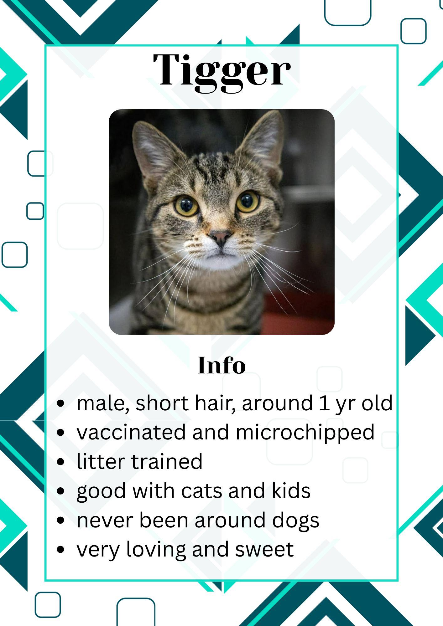 Tigger, adopted, Adult Male Domestic Short Hair.