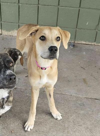 Odessa, Adoptable, Young Female Mixed Breed.