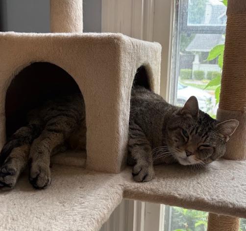 Enlarge Doug, a ADOPTABLE Tabby in Indianapolis, IN image 3/5
