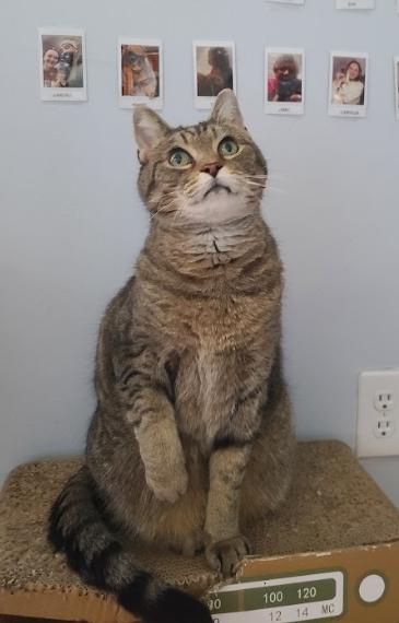 Enlarge Doug, a ADOPTABLE Tabby in Indianapolis, IN image 5/5