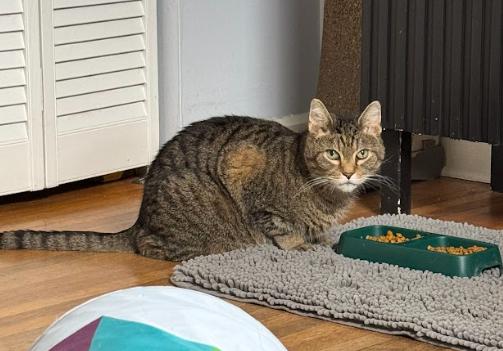 Enlarge Doug, a ADOPTABLE Tabby in Indianapolis, IN image 2/5