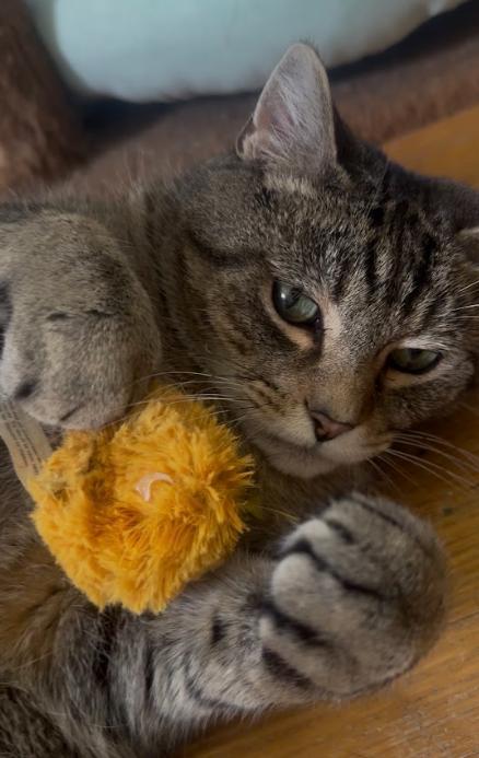 Enlarge Doug, a ADOPTABLE Tabby in Indianapolis, IN image 4/5