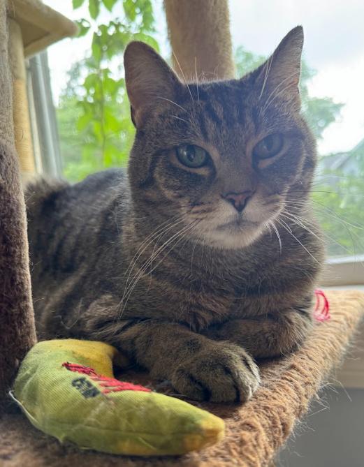 Doug, ADOPTABLE, Adult Male Tabby.