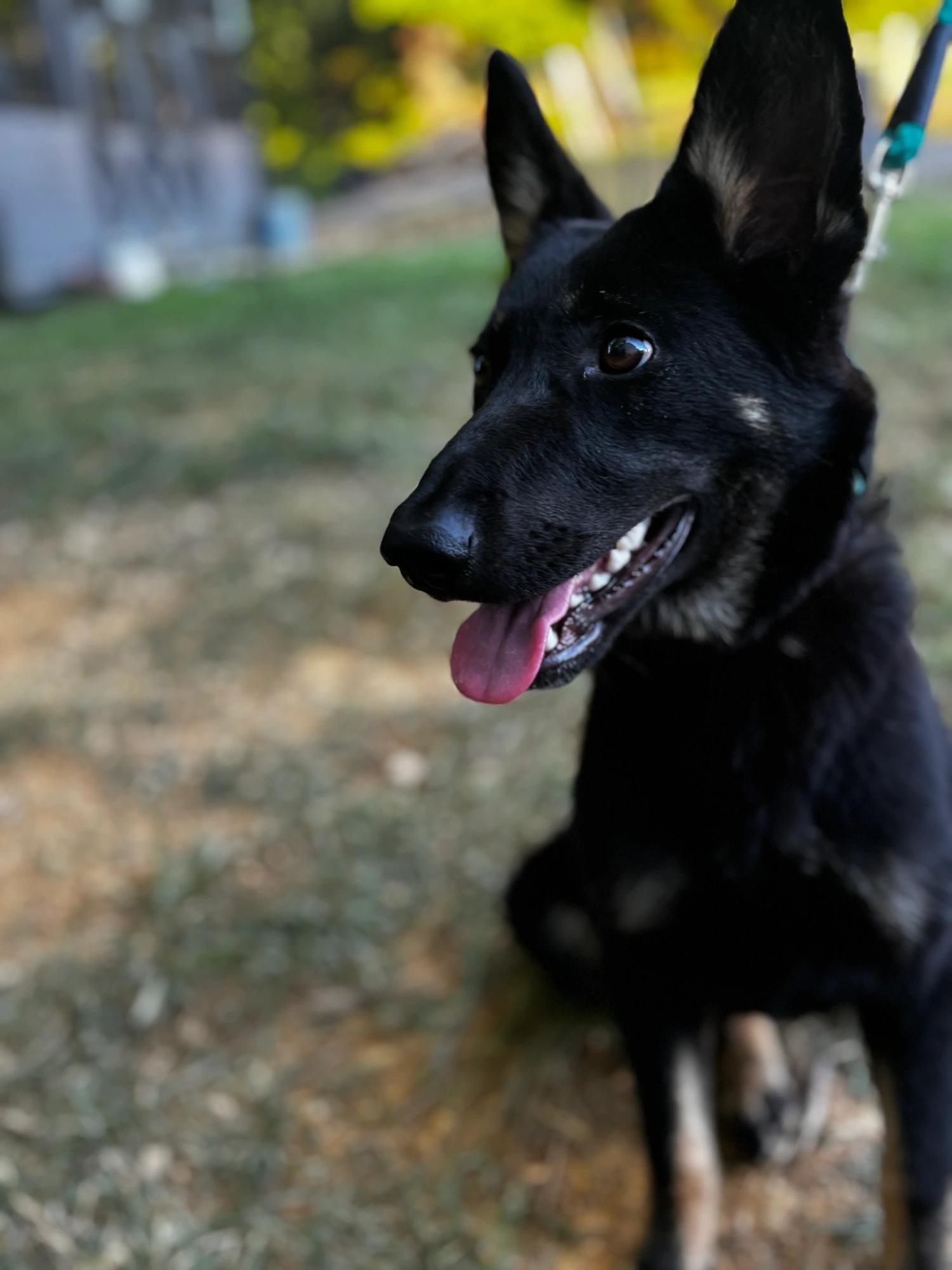 Lola, Adopted, Young Female German Shepherd Dog.