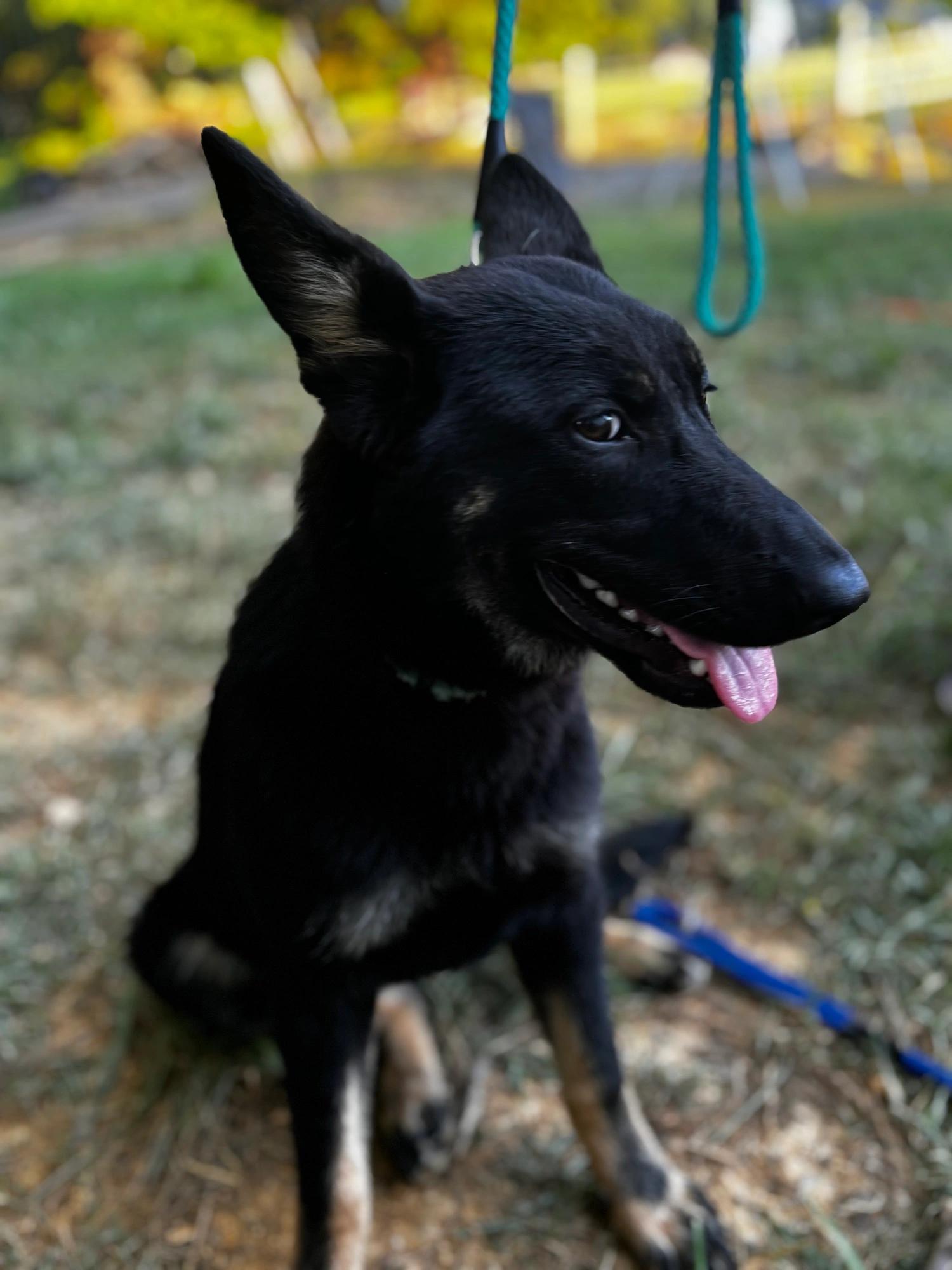 Enlarge Lola, a Adopted German Shepherd Dog in Knoxville, TN image 2/5