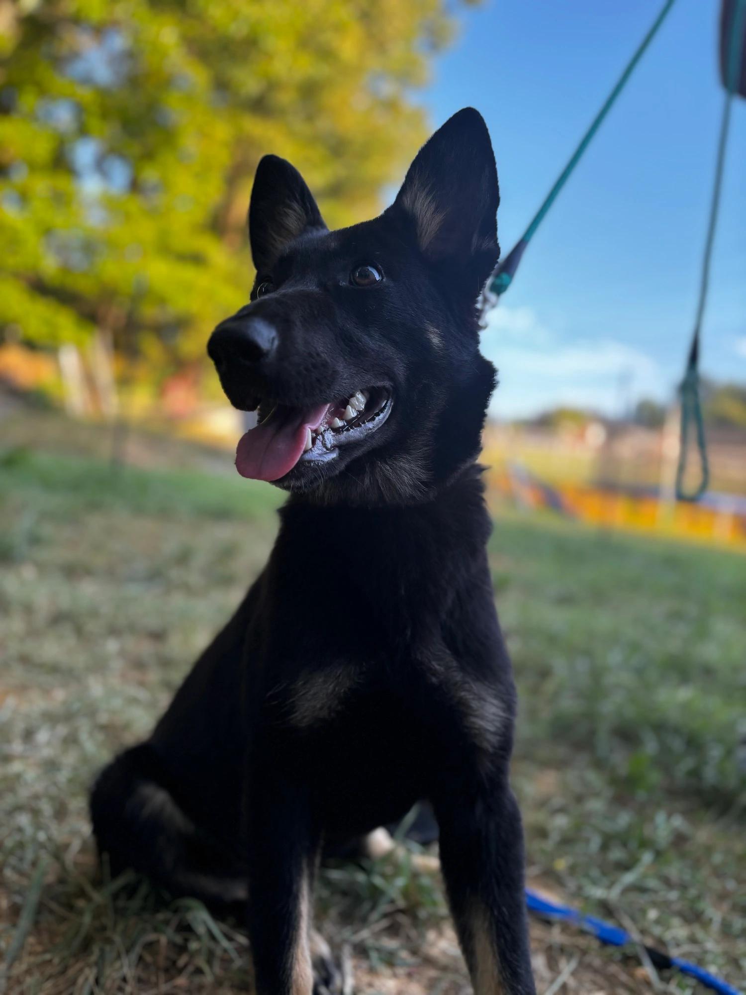 Enlarge Lola, a Adopted German Shepherd Dog in Knoxville, TN image 3/5