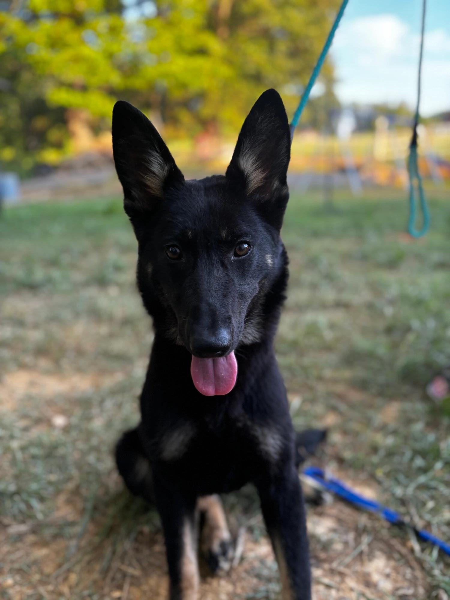 Enlarge Lola, a Adopted German Shepherd Dog in Knoxville, TN image 4/5