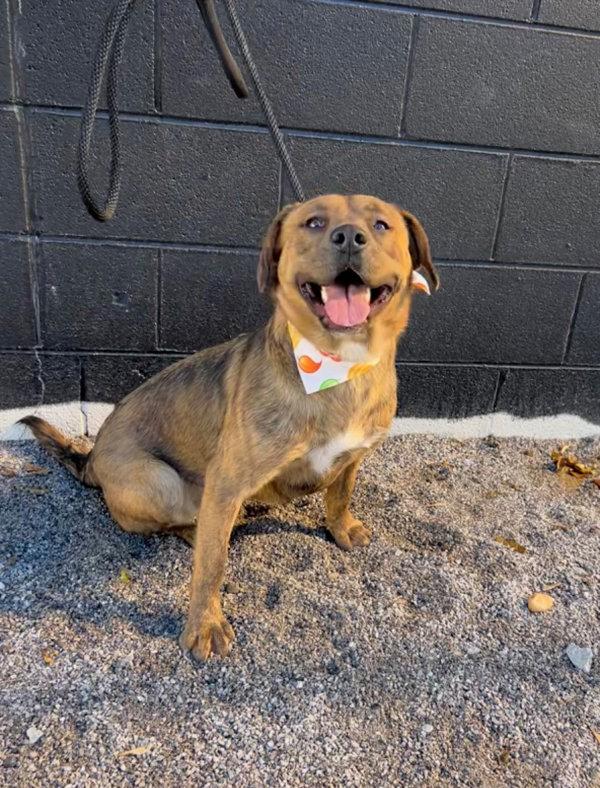 Subie, Adoptable, Adult Female Hound.