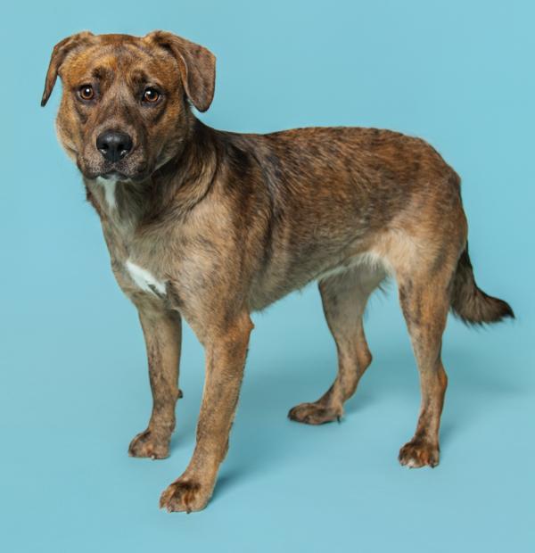 Enlarge Subie, a Adoptable mixed breed in Knoxville, TN image 3/4