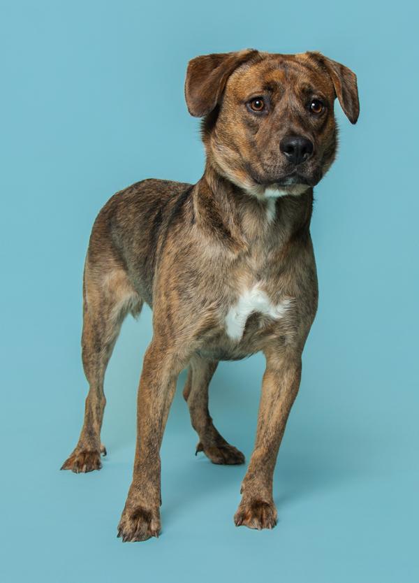 Enlarge Subie, a Adoptable mixed breed in Knoxville, TN image 4/4