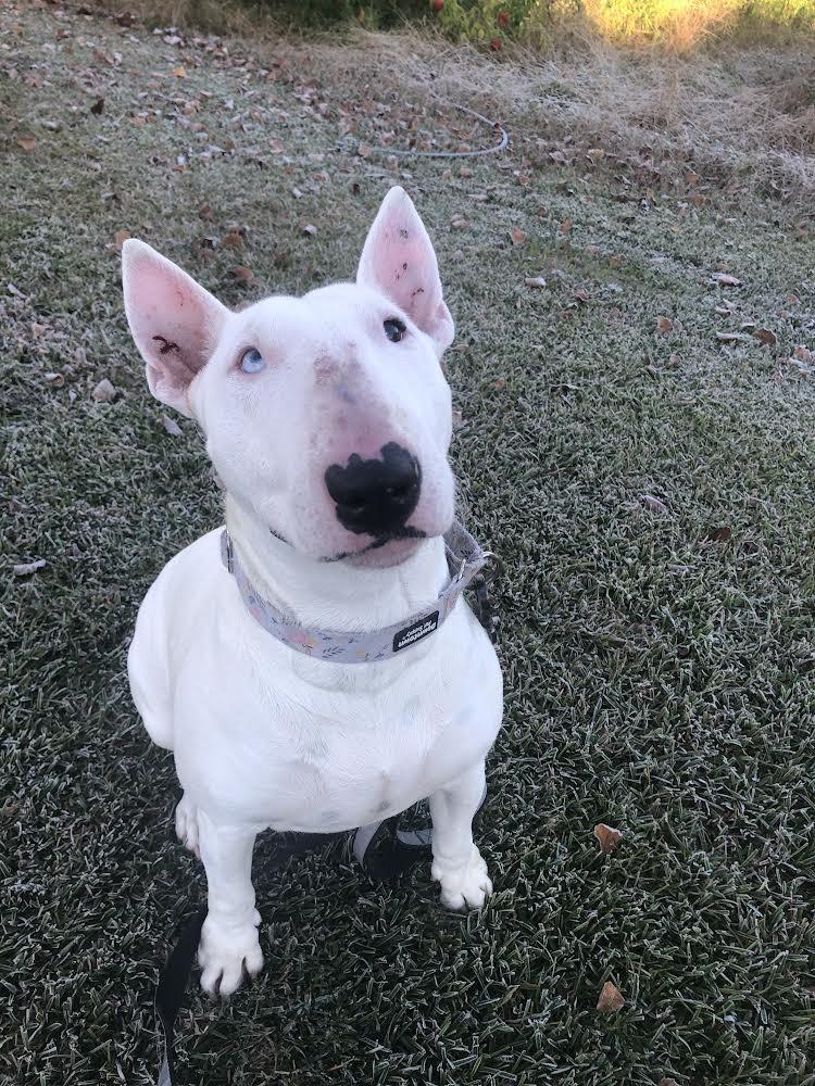 Enlarge 23-087 China Blie, a Adopted Bull Terrier in New York, NY image 1/1