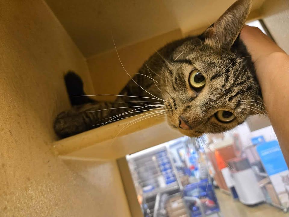 George and Stella, Adoptable, Adult Female Domestic Short Hair.