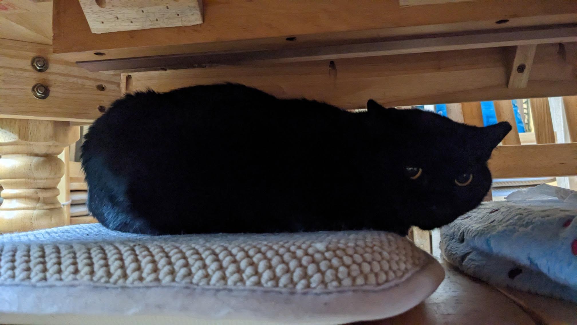 Bashful, Adoptable, Adult Female Domestic Short Hair.