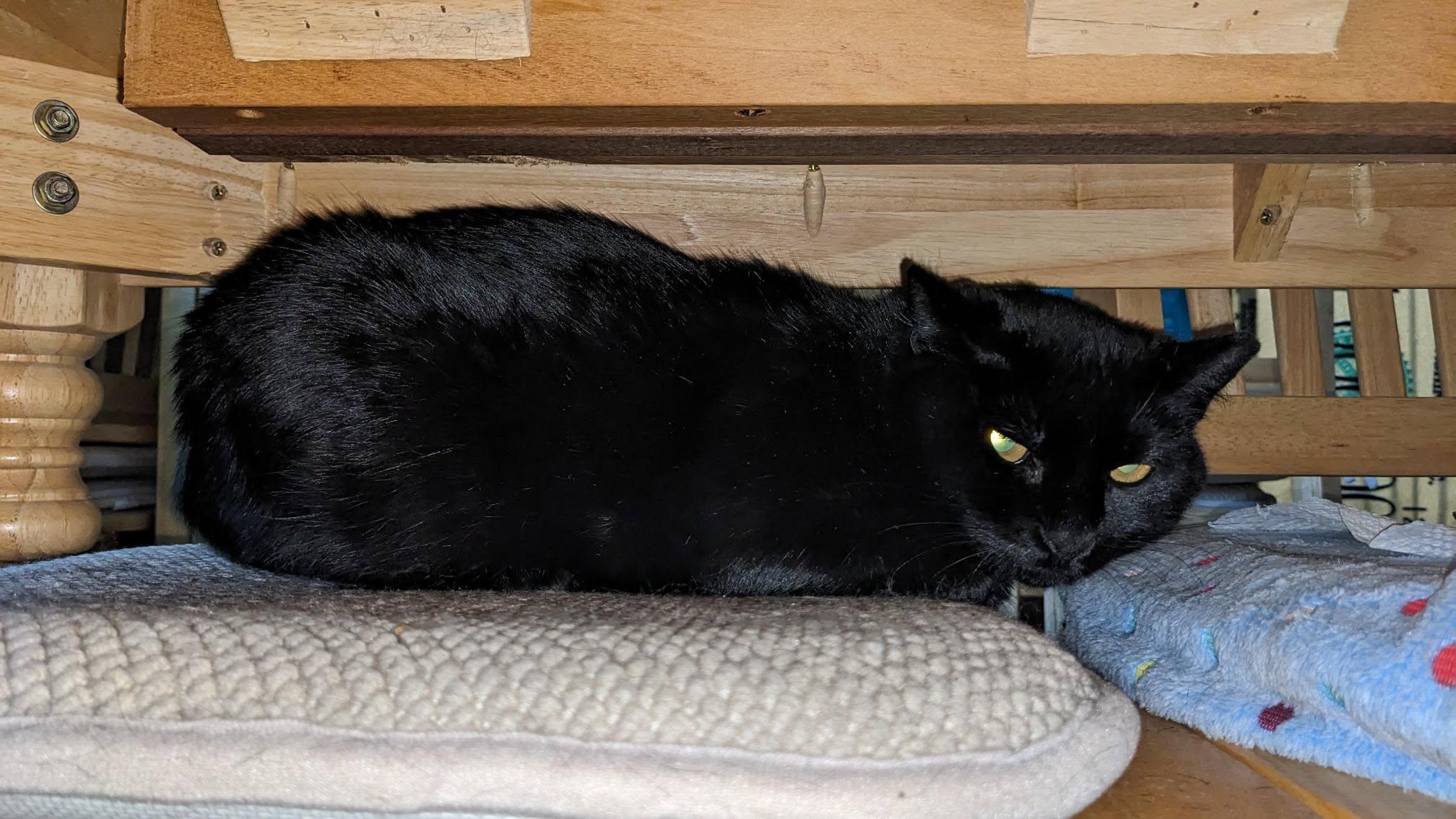 Bashful, a Adoptable Domestic Short Hair in Enfield, CT image 2/2
