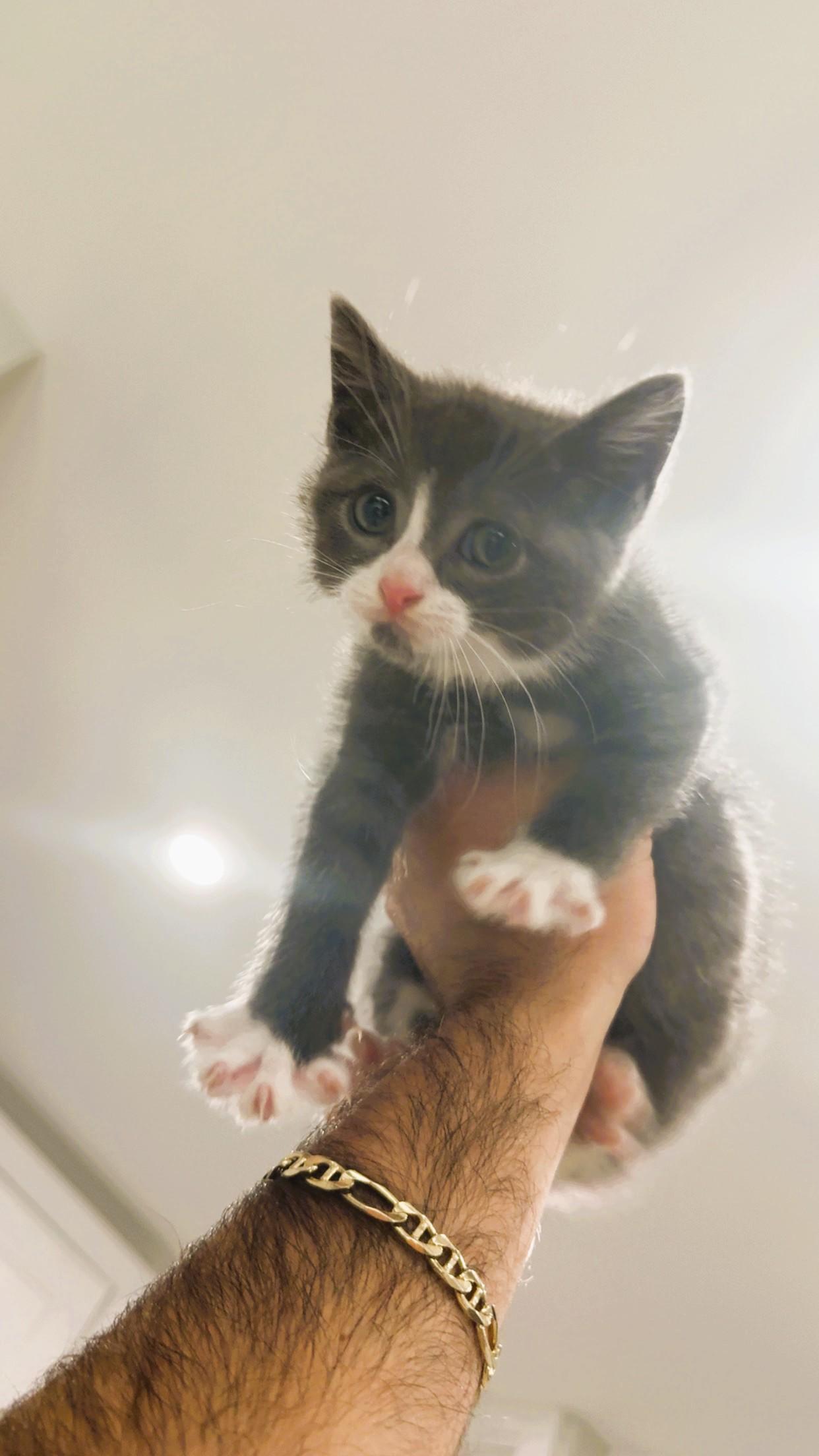 Rambo, a ADOPTABLE Domestic Short Hair in South Ozone Park, NY image 4/4