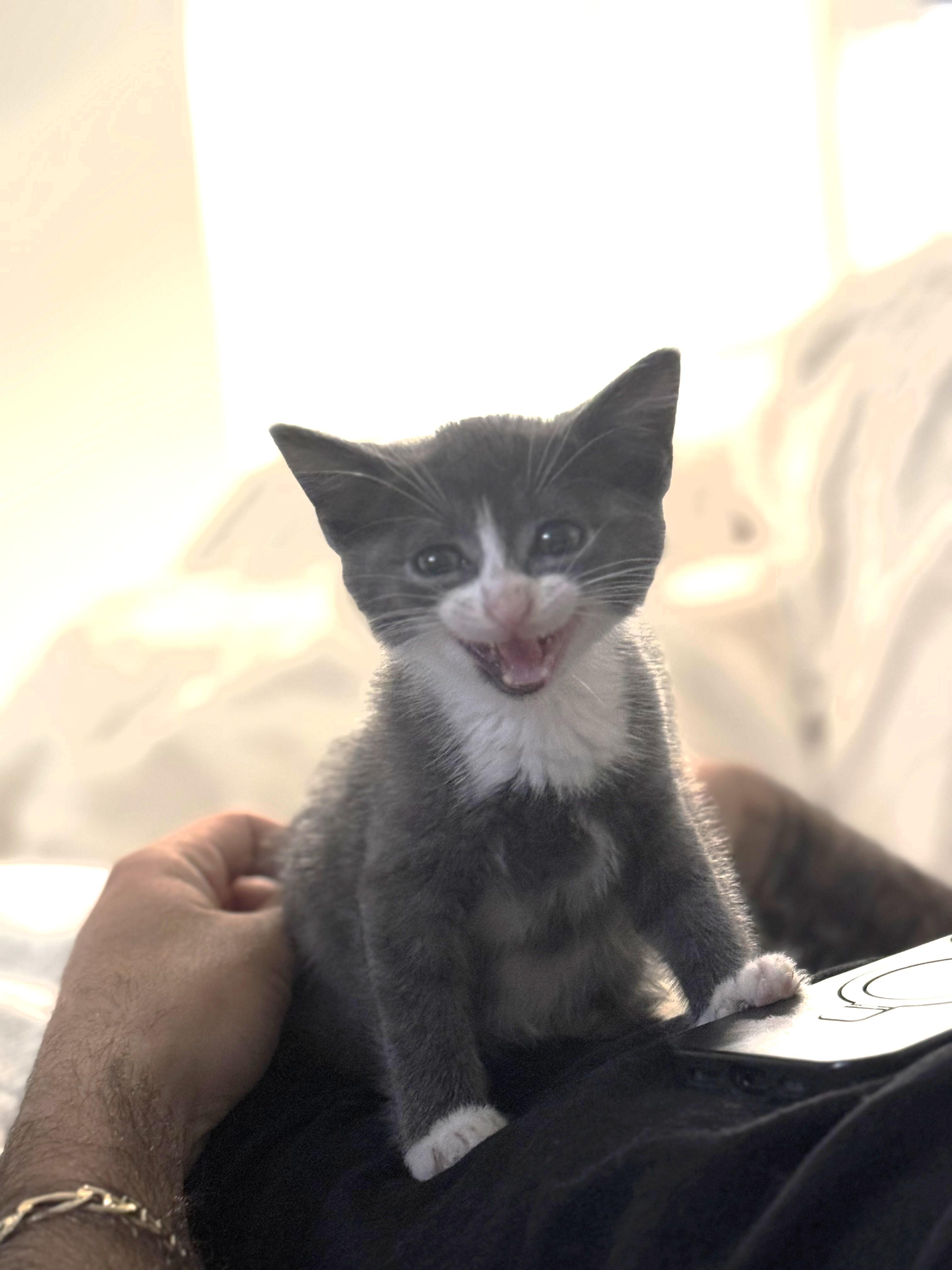 Rambo, a ADOPTABLE Domestic Short Hair in South Ozone Park, NY image 1/4