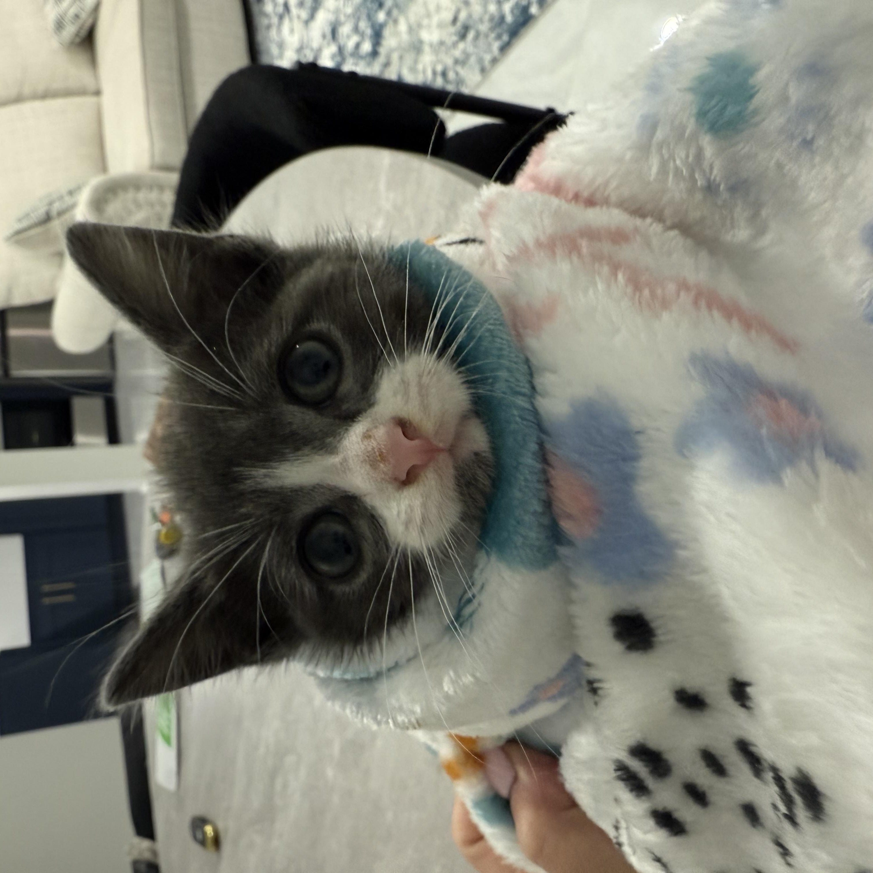 Rambo, a ADOPTABLE Domestic Short Hair in South Ozone Park, NY image 2/4