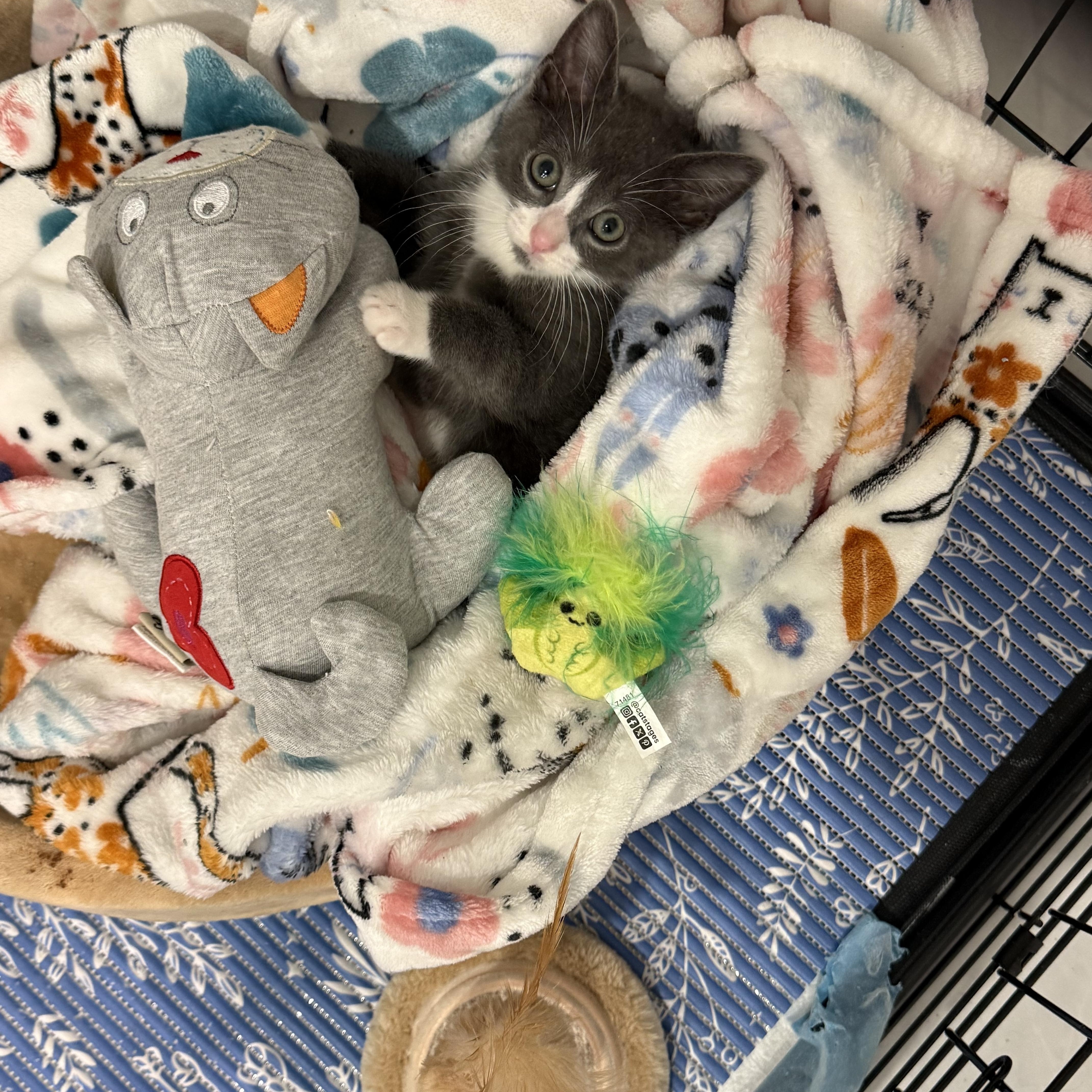 Rambo, a ADOPTABLE Domestic Short Hair in South Ozone Park, NY image 3/4