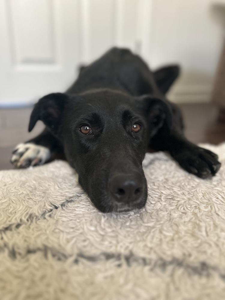 Akira, Adoptable, Young Female German Shepherd Dog & Shepherd.