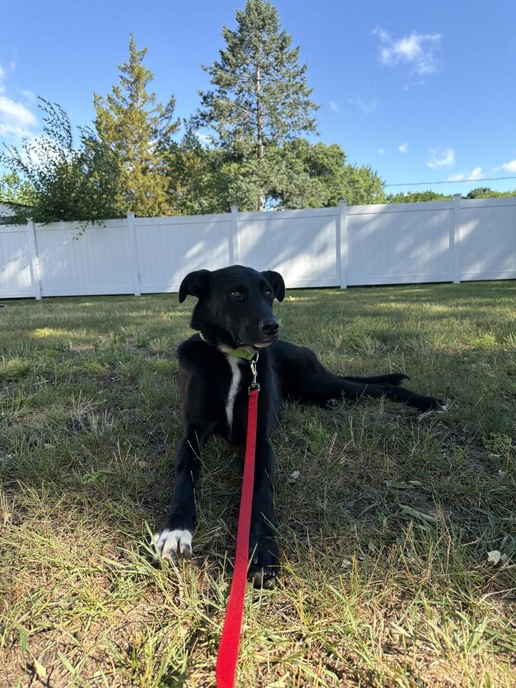 Akira, a Adoptable mixed breed in Willingboro, NJ image 2/6